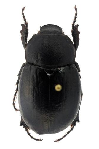 Geotrogus olcesii